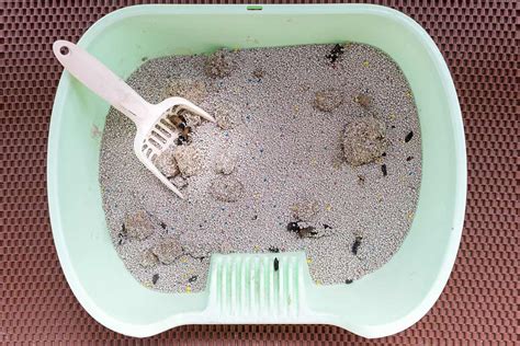 Cat Litter Boxes Dirty