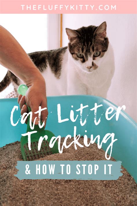 Cat Litter Everywhere Problem