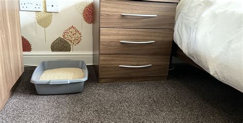 Cat Litter In Bedroom