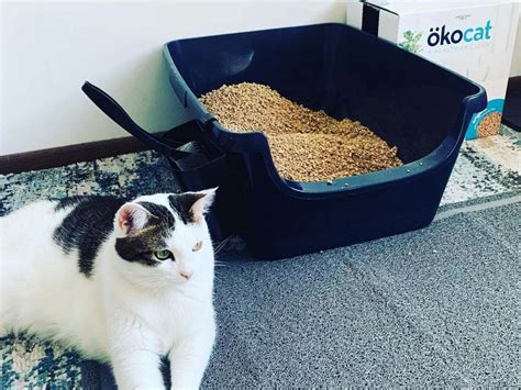 cat litter substitute