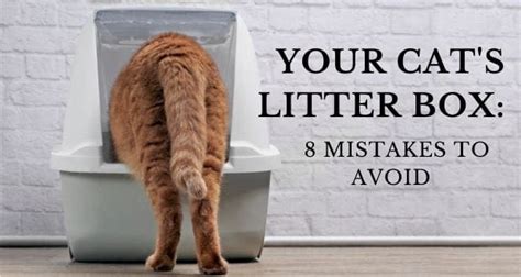 Cat Litter To Avoid