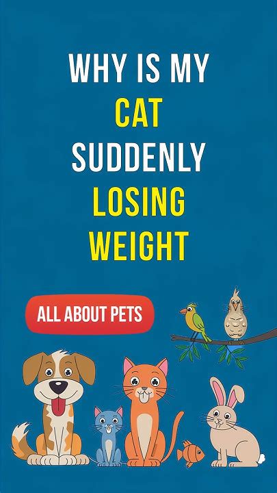 Cat Losing Weight Suddenly