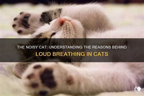 cat loud breathing