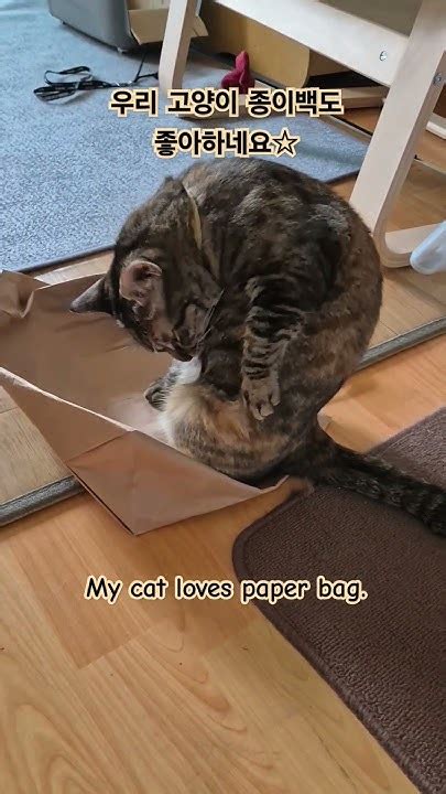Cat Loves Paper