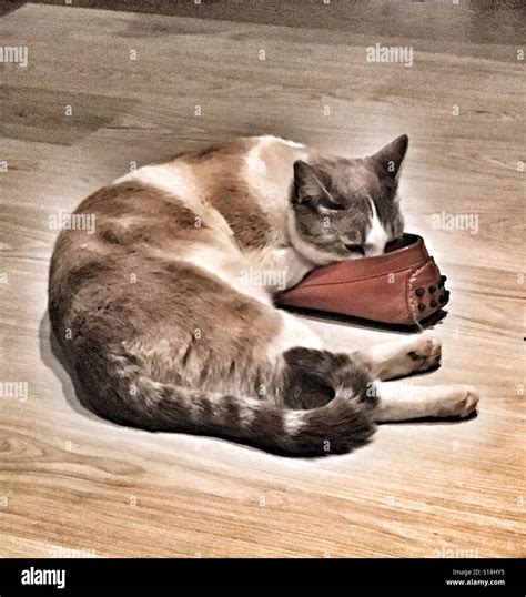 Cat Loves Shoes