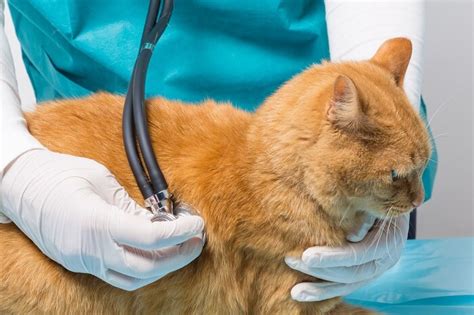 cat lung cancer when to put to sleep