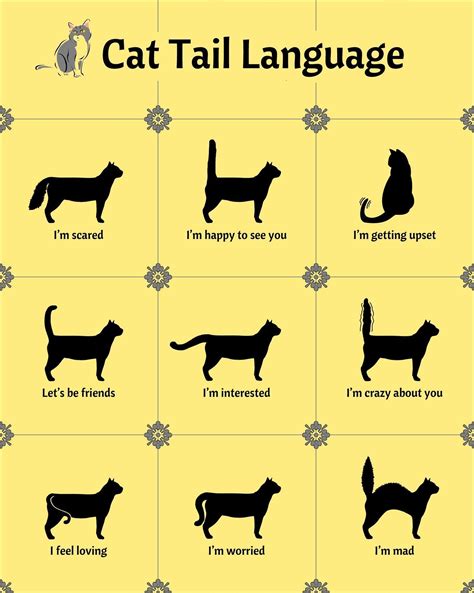 cat meaning in tamil