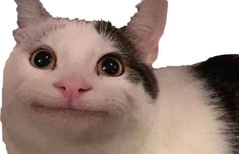 cat meme png file