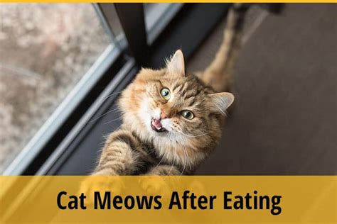cat meows after eating