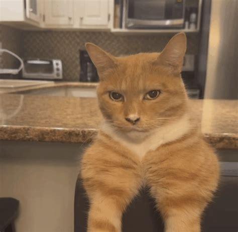 cat mewing looksmaxxing