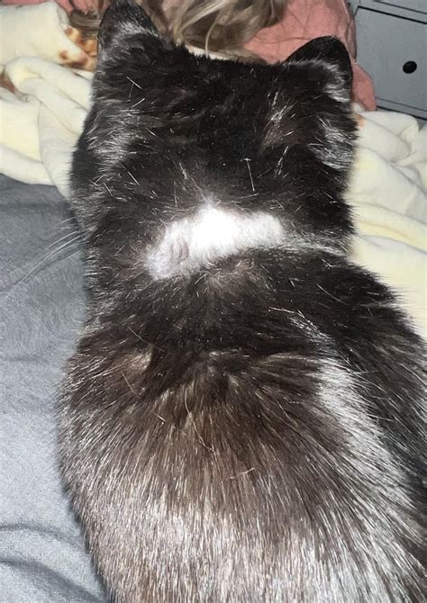 Cat Missing Patch Of Fur On Neck Reddit