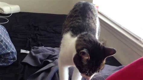 Cat Mounting Blanket