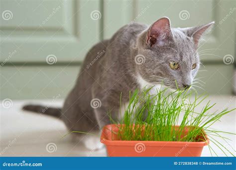 cat eating grass