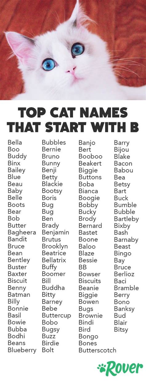 Cat Names Beginning with B