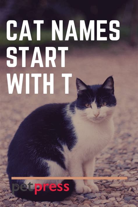 cat names beginning with t