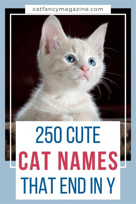 Cat Names Ending in Y