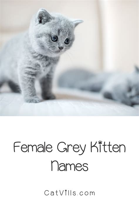 cat names female grey and white