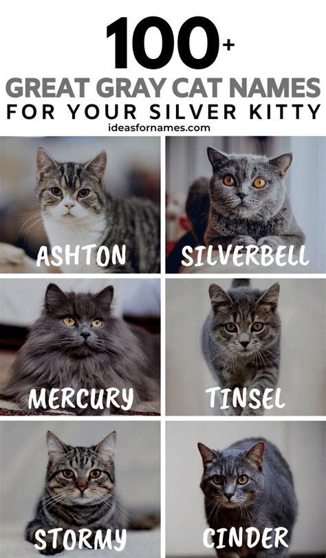 Cat Names for a Gray Cat