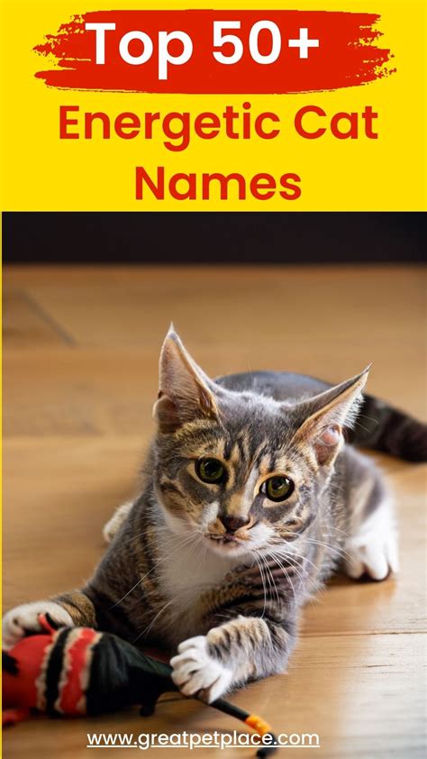 cat names for energetic cats