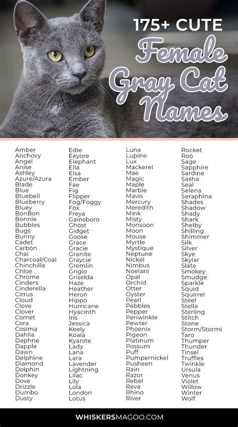 cat names for grey and white female cats