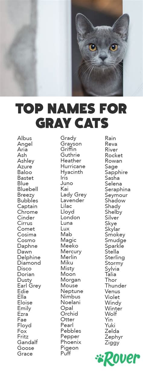 Cat Names for Male Grey and White