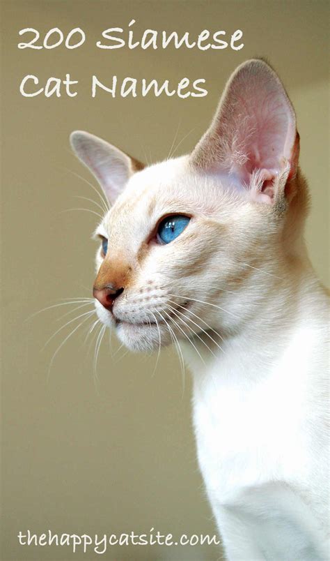 Cat Names for Male Siamese