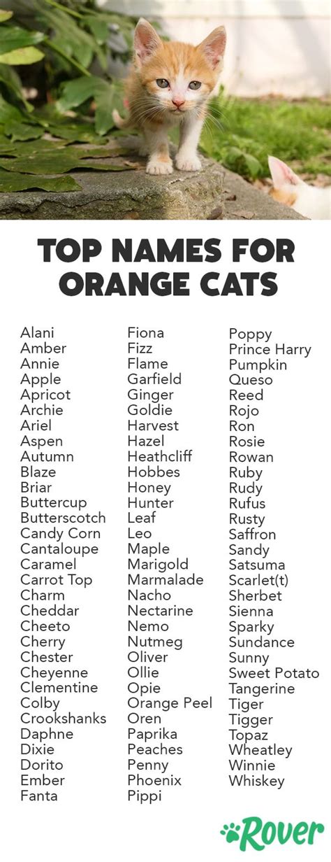 cat names for orange and white