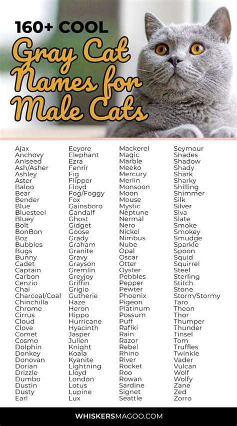 Cat Names Male Grey and White