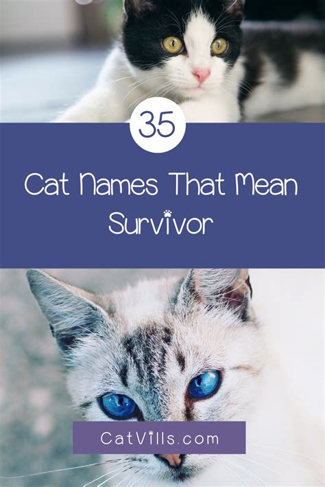 Cat Names That Mean Survivor