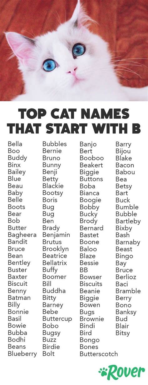 Cat Names That Start With a B
