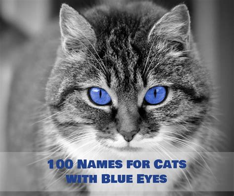 Cat Names with Blue Eyes