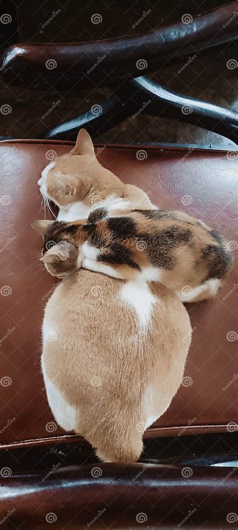 Cat Napping Discount Code