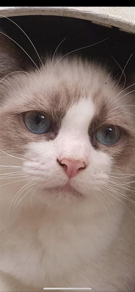 Cat Nose Bleed Reddit