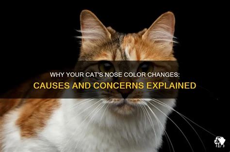 Cat Nose Changes Color