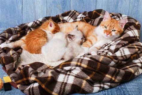Cat Nursing Blanket