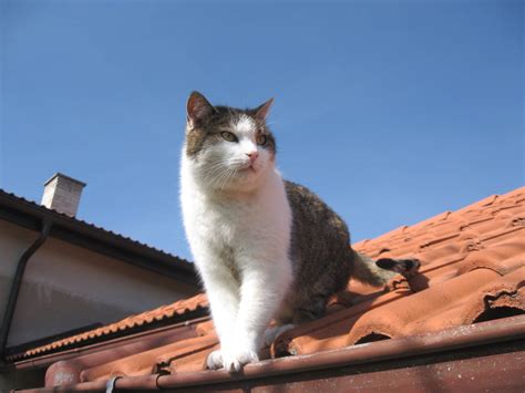 dulag184.vyazma.info:cat on roof of van