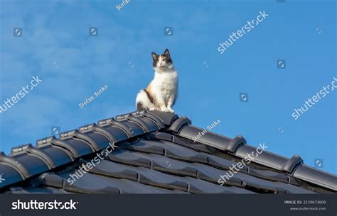 cat on roof of van