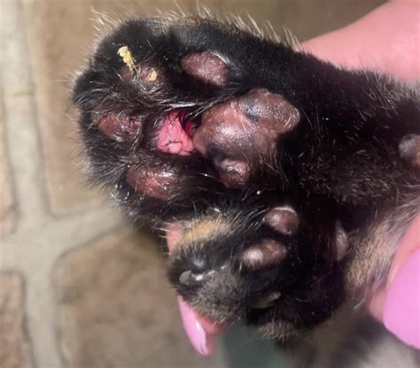 Cat Paw Bleeding