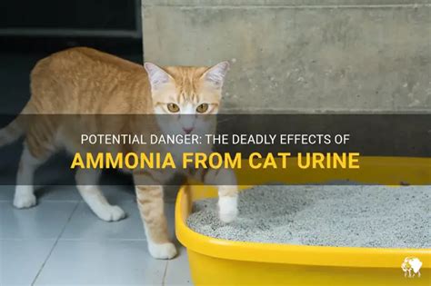 Cat Pee Ammonia