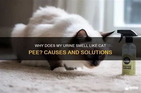 Cat Pee Smells Like Burning