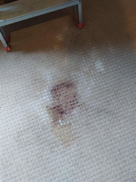Cat Peed On Carpet Reddit