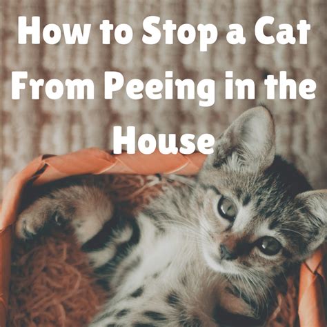 Cat Peeing Around House Problem