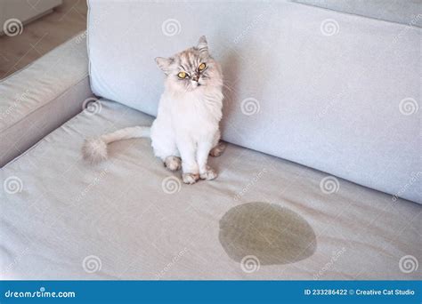 cat peeing on couch