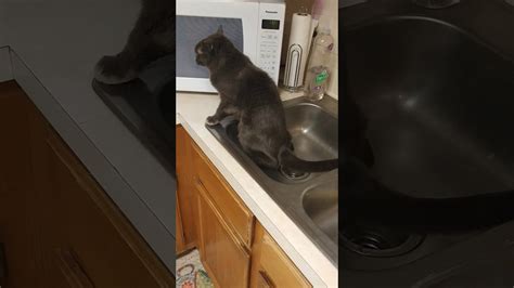 cat peeing on counter