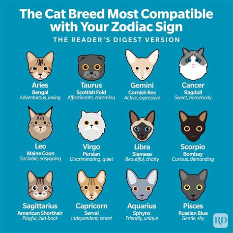 cat personality by breed
