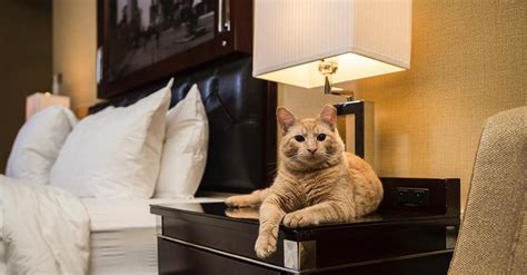 Cat Pet Friendly Hotels