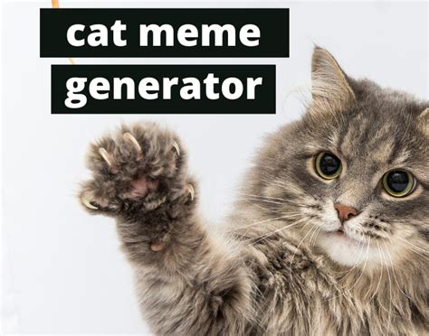 cat pet meme generator