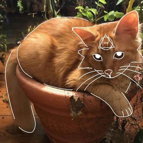 Cat Pfp Aesthetic Ginger