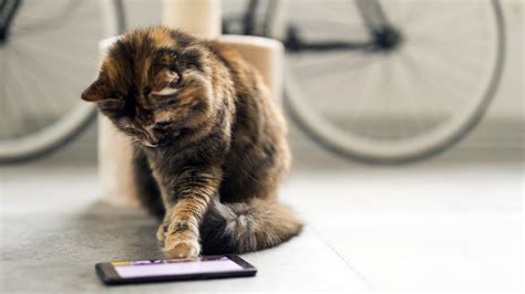Cat Play On Tablet