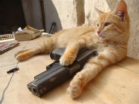cat playing with a gun